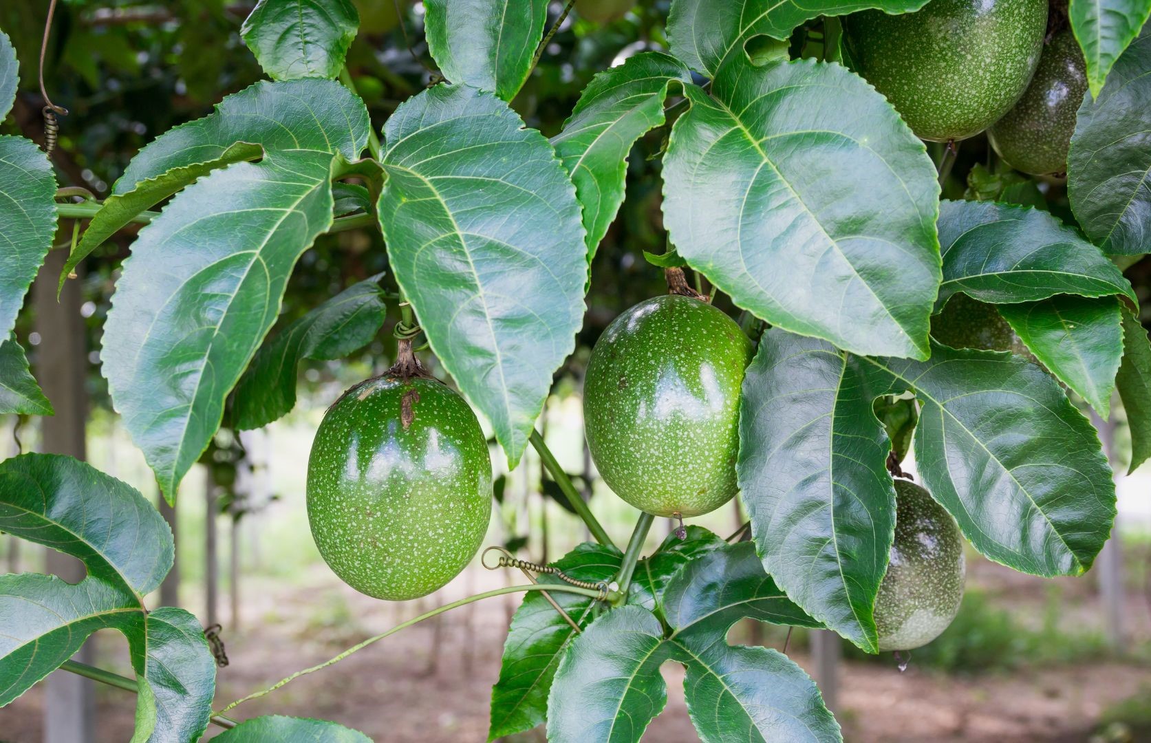 أهم أفات الباشن فروت